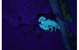 Lampe ultaviolet Lampe ultaviolet