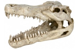 Crâne de crocodile Crâne de crocodile