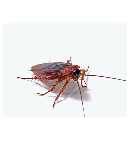 Periplaneta Americana Periplaneta Americana