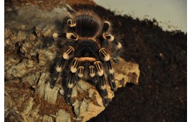 Acanthoscurria geniculata Acanthoscurria geniculata