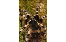 Acanthoscurria geniculata Acanthoscurria geniculata