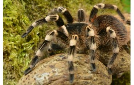 Acanthoscurria geniculata Acanthoscurria geniculata