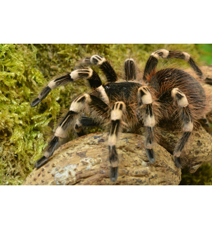 Acanthoscurria geniculata Acanthoscurria geniculata