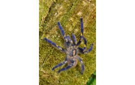 Poecilotheria metallica Poecilotheria metallica