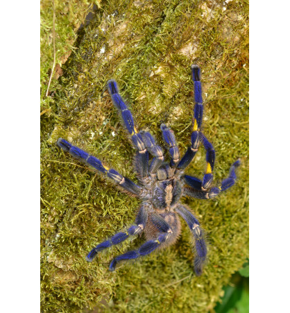 Poecilotheria metallica Poecilotheria metallica