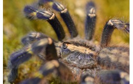 Poecilotheria metallica Poecilotheria metallica