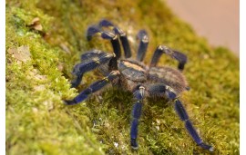 Poecilotheria metallica Poecilotheria metallica