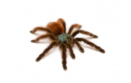 caribena (anc. avicularia ) versicolor caribena (anc. avicularia ) versicolor
