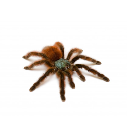 caribena (anc. avicularia ) versicolor caribena (anc. avicularia ) versicolor