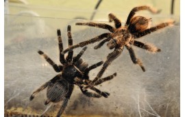 Brachypelma albopilosum Brachypelma albopilosum