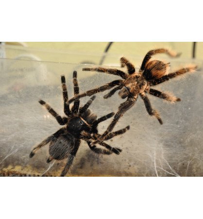 Brachypelma albopilosum Brachypelma albopilosum