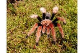 Brachypelma boehmei Brachypelma boehmei