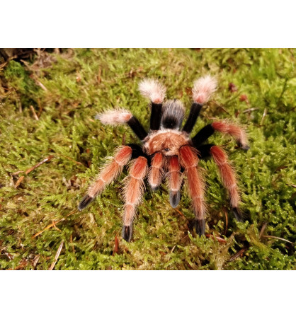 Brachypelma boehmei Brachypelma boehmei