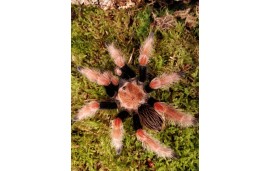 Brachypelma boehmei Brachypelma boehmei