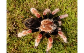 Brachypelma boehmei Brachypelma boehmei