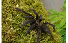 Lampropelma nigerrimum Lampropelma nigerrimum