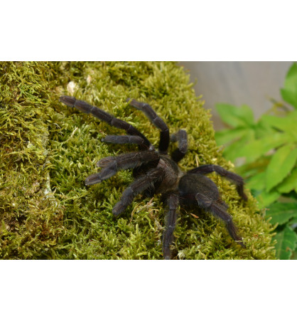Lampropelma nigerrimum Lampropelma nigerrimum