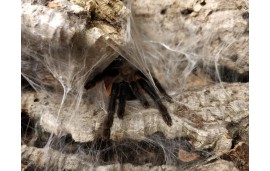 Monocentropus balfouri Monocentropus balfouri