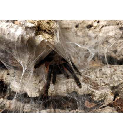 Monocentropus balfouri Monocentropus balfouri