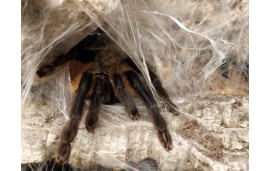 Monocentropus balfouri Monocentropus balfouri