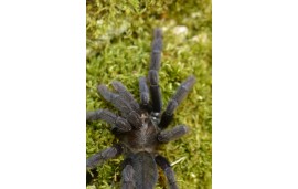 Lampropelma nigerrimum Lampropelma nigerrimum