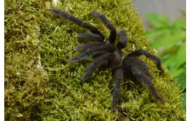 Lampropelma nigerrimum Lampropelma nigerrimum
