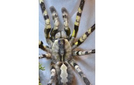 Poecilotheria regalis Poecilotheria regalis