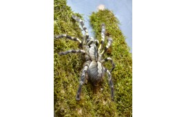 Poecilotheria regalis Poecilotheria regalis