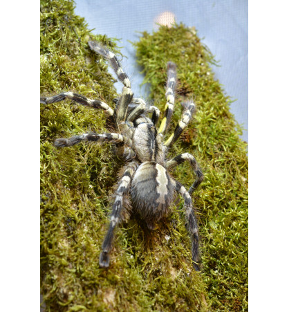 Poecilotheria regalis Poecilotheria regalis