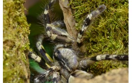 Poecilotheria regalis Poecilotheria regalis