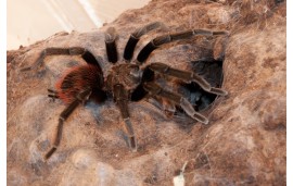 Brachypelma vagans Brachypelma vagans