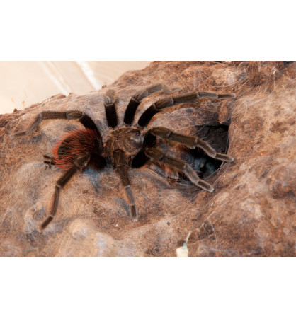 Brachypelma vagans Brachypelma vagans