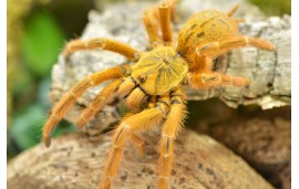 Pterinochilus murinus Pterinochilus murinus