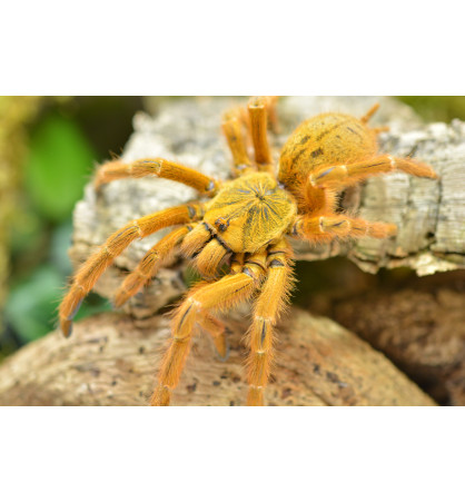 Pterinochilus murinus Pterinochilus murinus