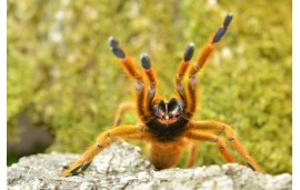 Pterinochilus murinus Pterinochilus murinus