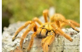 Pterinochilus murinus Pterinochilus murinus