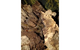 Psalmopoeus cambridgei Psalmopoeus cambridgei