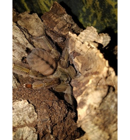 Psalmopoeus cambridgei Psalmopoeus cambridgei