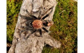 Cyclosternum pentalore Cyclosternum pentalore