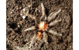 Cyclosternum fasciatum Cyclosternum fasciatum