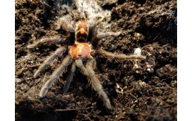 Cyclosternum fasciatum Cyclosternum fasciatum