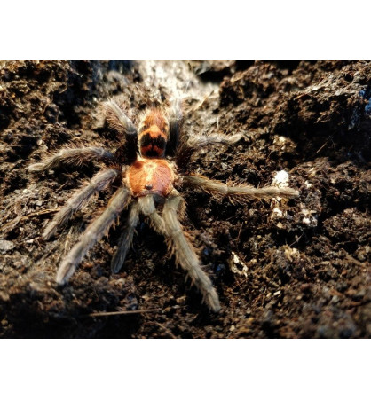Cyclosternum fasciatum Cyclosternum fasciatum