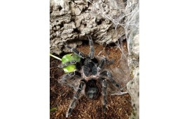 Lasiodora parahybana Lasiodora parahybana