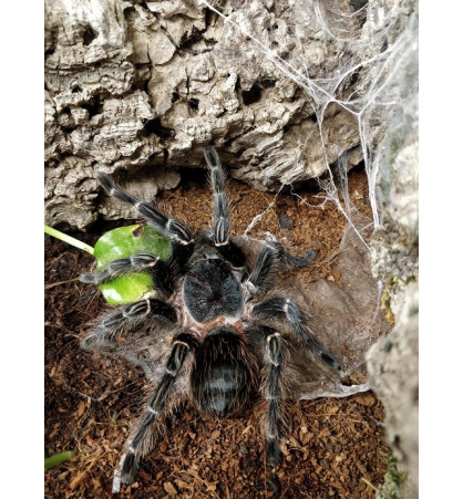 Lasiodora parahybana Lasiodora parahybana