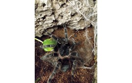 Lasiodora parahybana Lasiodora parahybana