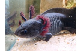 Axolotl (Ambystoma mexicanum) Axolotl (Ambystoma mexicanum)