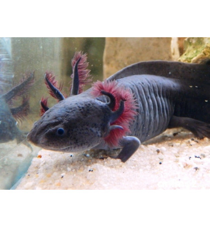Axolotl (Ambystoma mexicanum) Axolotl (Ambystoma mexicanum)