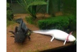 Axolotl  (Ambystoma mexicanum)