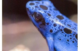 Dendrobates tinctorius azureus Dendrobates tinctorius azureus