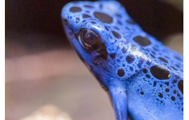 Dendrobates tinctorius azureus